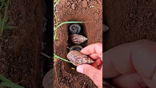 Bury dead animals dead millipedes dead snails 😥😭 shorts shortvideo viralvideo [upl. by Nnaear]