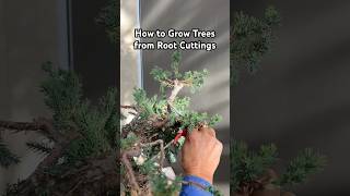 How to Grow Trees from Root Cuttings gardening plants trees bonsai bonsaitree shorts tips [upl. by Goerke]