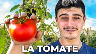 COMMENT BIEN RÉUSSIR SES SEMIS DE TOMATES   Entretien amp Repiquage [upl. by Gilmour759]