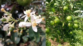 7 Best Fertilizers for a lot of Flowers amp Fruits in Lemon [upl. by Airlie]