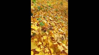 Golden Tree Garden North California USA [upl. by Beedon]