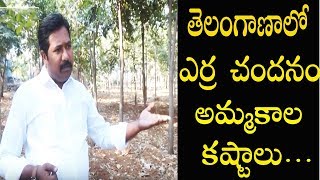 quotRed Sandalwood Cultivation in Telangana Marketing Issues and Challengesquot  Warangal TV [upl. by Addiel600]