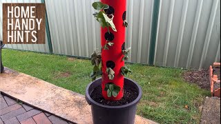 How to make a Strawberry  Herb Tower [upl. by Glynnis]