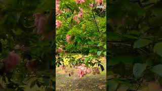 Mussaenda philippica plant। Bangkok rose mussaenda beautifulview nature flowers kolkata [upl. by Anale]