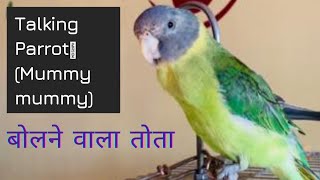 Plum headed parakeet Talking  Parrot says Mummy mummy  Indian parrot talking  Parrot voice [upl. by Jump]