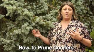 How to Prune Conifers  Instructional Video w Plant Amnesty [upl. by Isolt]