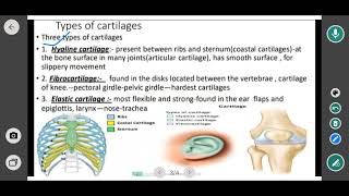 cartilage  types of cartilage hyaline  fibrocartilage and one other elastic 12 biology [upl. by Enail103]