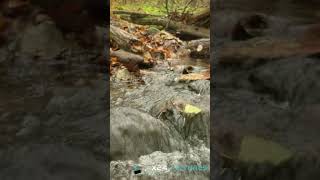 Relaxing river with babbling brook soothingstream naturesounds relax [upl. by Shanley]