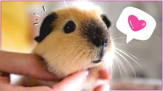 Top 10 Reasons Why You Should Get Guinea Pigs in 2024 [upl. by Herates]