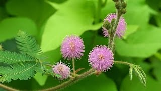 ¿Cuáles son los beneficios de la mimosa  Tips espirituales [upl. by Jodie]