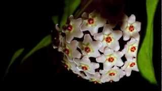 Hoya carnosa time lapse [upl. by Falk732]