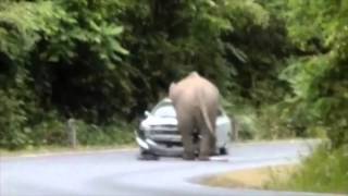 Un éléphant emboutit une voiture en Thaïlande [upl. by Sedgewinn875]