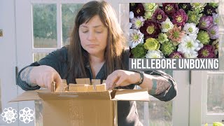 Hellebore Plant Unboxing Pine Knot Farms Growing Lenten Rose [upl. by Ahseinod]