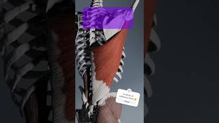 Latissimus Dorsi Stretch youtubeshorts youtube anatomy education [upl. by Zetnahs309]