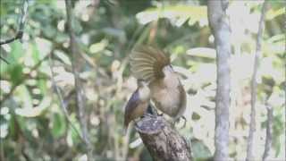 Victorias Riflebird  Bird of Paradise  Juvenile Dance off [upl. by Ardeid]