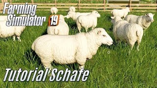 LS19 Schafe Tutorial  für Einsteiger [upl. by Yeldah]