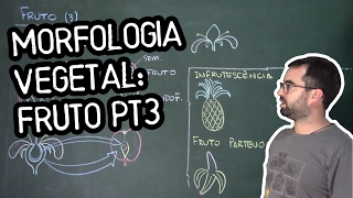 Organologia do Fruto Morfologia pt3  Aula 22 Botânica Prof Guilherme [upl. by Anniala]