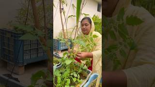 Tomato Plant Growth Update  Tips for Strong and Healthy Plants tomatoplant gardeningtips [upl. by Misab]