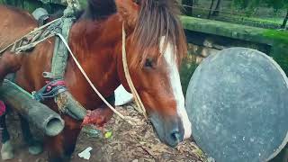 Wild horse completion mare some time big horse part364 [upl. by Hosea885]