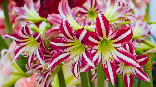 How to Plant Indoor Amaryllis Winter Garden Guide [upl. by Droffilc]