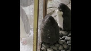 Deux bébés manchots Adelie sont nés dans un zoo au Mexique [upl. by Chesnut]