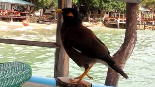 Common Indian Myna sound during breakfast Ko Samet Thailand [upl. by Nahtanaj823]