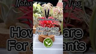 How to care for Air Plants plants youtubeshorts shortvideo howto indoorplants viralvideo [upl. by Aluor508]