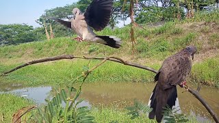 pasti puas kalau burung seperti ini jadi pikat‼️ suara nya mersik jauh rapat terkukuralam [upl. by Hellman]