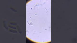 lactobacillus bacteria lactobacillus biology shortvideo motivation botanylectures shorts [upl. by Oidale408]