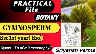 CycasTs of microsporophyll for bsc1styear and class12cbse board practical file bsc neet [upl. by Frieder]