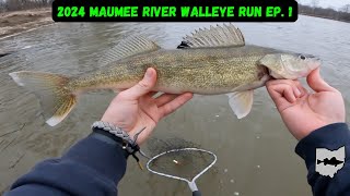 Maumee River Walleye Run 2024 Ep 1  First Walleye Of The Year [upl. by Eirrot]