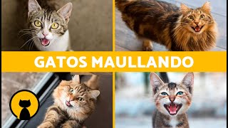 Los mejores MAULLIDOS de GATOS 🐱 ¡Gatos MAULLANDO Enojados Peleando Felices y Graciosos [upl. by Jenni724]