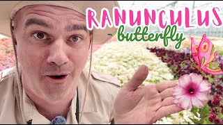 Exclusive Butterfly Ranunculus Discovery by Floriana Jones🦋🌸 [upl. by Rausch]