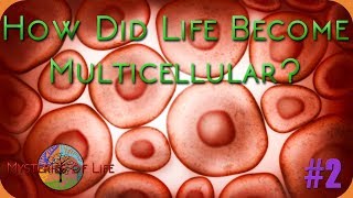 How Did Life Become Multicellular  Mysteries of Life 2 [upl. by Evante]