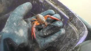 Crawfish Farming in South LouisianaThe Basics [upl. by Affrica]