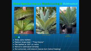 Cycads The 35 Best Cycads for Landscapes [upl. by Natrav788]