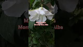 How To Grow And Care Moon Flowers Morning Glory Alba Flower Plant Moonflower YouTubeShorts Shorts [upl. by Sartin]