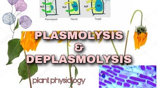 PLANT PHYSIOLOGY PLASMOLYSIS amp DEPLASMOLYSIS [upl. by Liahcim624]