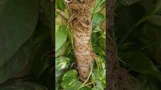 Money plant ko ghna bnane ke tips 🏡☘️ plants moneyplantcare gardening ytshorts trending [upl. by Aissatan]