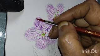 how to paint virginica spring beauty  water colour pencilsyoutubevideos watercolor springbeauty [upl. by Esenwahs165]