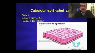 Epithelial Tissue  Histology [upl. by Nabila]