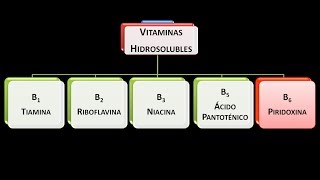 Vitaminas hidrosolubles Vitamina B6 o Piridoxina [upl. by Pilar610]