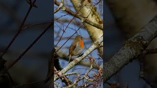 European robin singing chirping Rødstrupe sang Rotkehlchen gesang Roodborst geluid shorts p1000 [upl. by Earized474]