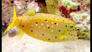 ミナミハコフグ Yellow boxfish Ostracion cubicus Linnaeus [upl. by Bigner]