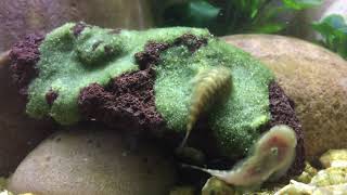 Hillstream Loaches feeding on Repashy Soilent Green [upl. by Baum]