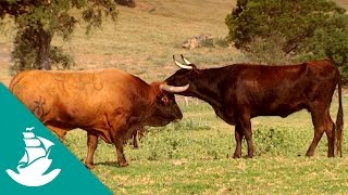 El Toro Amigo  ¡Ahora en Alta Calidad Documental Completo [upl. by Enaej]