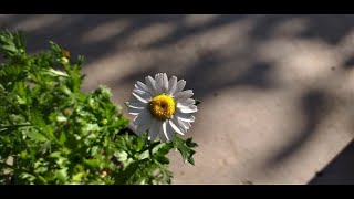 How to GrowCare and Repot Leucanthemum Paludosum creeping Daisy [upl. by Notgnirra]