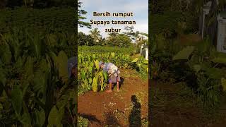 BERSIH RUMPUT [upl. by Elynad300]