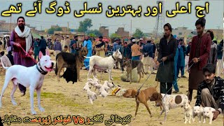 Pakistan Biggest Kohat Dogs 🐕 Market  Special dogs market  Sunday Dog Market [upl. by Dela470]