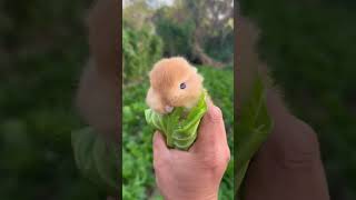 A little rabbit in the palm of your hand Cute pet debut plan Rabbit Rural cute pet [upl. by Ahrendt]